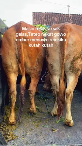 Sak lagu trus mukul #promomakangajian #bakulsapi #sapi #peternaksapiindonesia #qoutes 