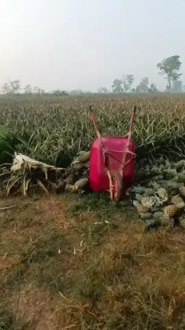 biar kayak anak pertanian #nanas #petani #fyp #buah #viral 