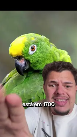 o PAPAGAIO que FALAVA uma LÍNGUA EXTINTA 🦜💭👀 #fyp 