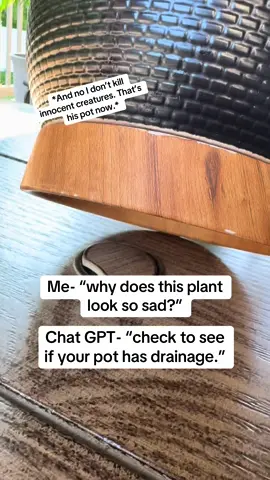 Sure does but it’s going to have to stay plugged 🫡#spider #plantsoftiktok #planttiktok #nature #nope 