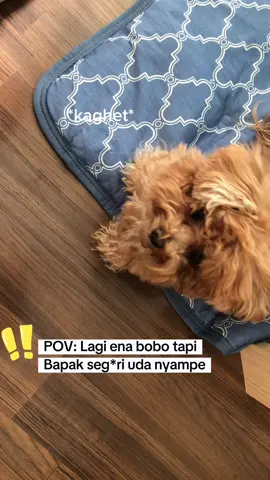 Ya pokoknya aku ikut.. pt. 2 . #promomakangajian #anjinglucu #tantrum #maltipoo #dagelan #anjingtiktok🐶 #anjingtiktok🐶 #fyp 