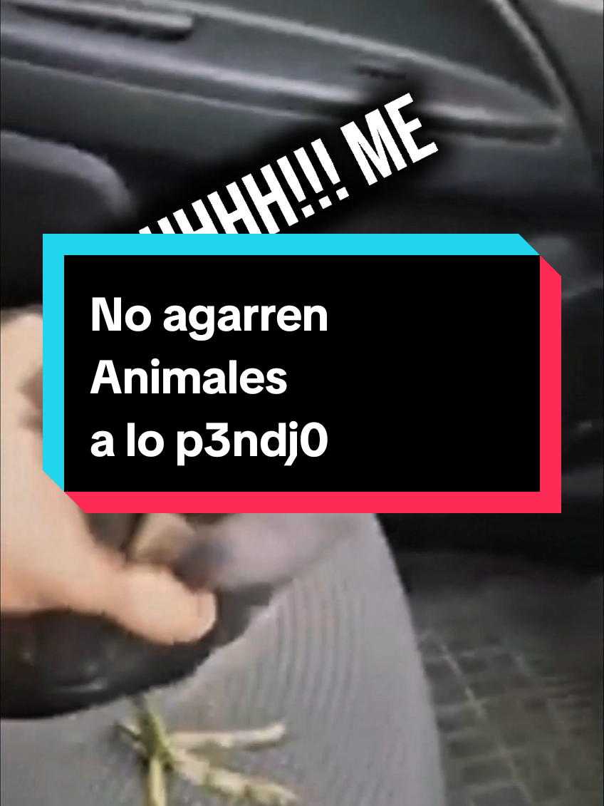 No agarren Animales a lo P3ndej0 | Parte 10 #biologiadesdecero #biologia #educación #ave #gallareta #animales 