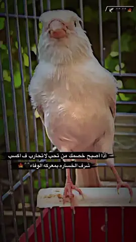 عز نفسك عن شعور مايعزك اينعم 🍁🕊️