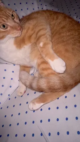 Bob pé sujo 💙