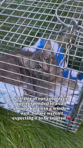 please help us save this kitten’s life by making a donation to our rescue. all the links are in my bio! ❤️‍🩹 #fyp #kittenrescue #fosterkittens 