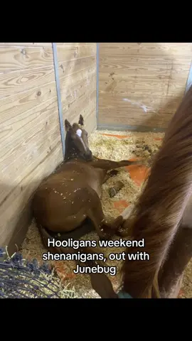 His first weekend race. He had fun!! 😂 #foal #barrelhorsefoal #babyhorse #hooligan #creeksquad 