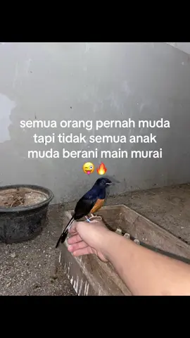 #kicaumania #murai #muraibatuindonesia #fyp 