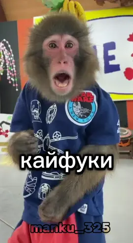идею взял у @Manki_Dmitr  #бибизяны #рек #обезьяна  #бананы 