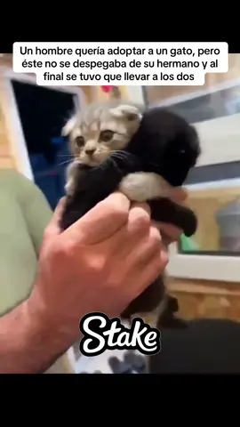 Un hombre quería adoptar a un gato, pero éste no se despegaba de su hermano y al final se tuvo que llevar a los dos 🥹❤️ Vía 🎥 therealbuny