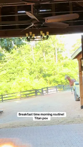 breakfast breakfast breakfastttt 😄 #fyp #foryoupage #fyppppppppppppppppppppppp #horsegirl #viralvideosofficial #horselife #horselife #viral #giant4yearold #equestrianlife #fypシ #horsetok #horsesontiktok #horseshow #horses #equestrian #fypdongggggggg #fypシ #fypp #viralvideosofficial 