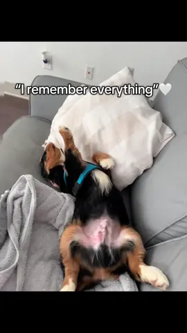 Always been my favorite spot♥️ #fyp #minibernese #rudy #puptok 