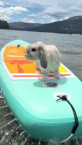 Lake day #lake #lakeday #lifeatthelake #paddleboard #paddle #supboard #bunny #rabbit #bunnyrabbit #hollandlop #wylderthebunny #donnerlake #truckee #california #water #paws #foryou #fyp #watersports 