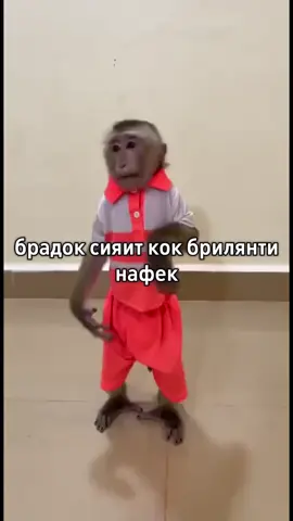брадок паказал характир