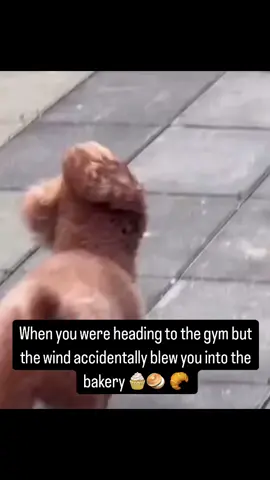 #goviral #fypシ゚ 