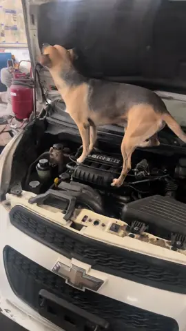Ối rời biết cái gì đâu mà cũng đòi check với choác , nói như đúng rồi😹😹😹 