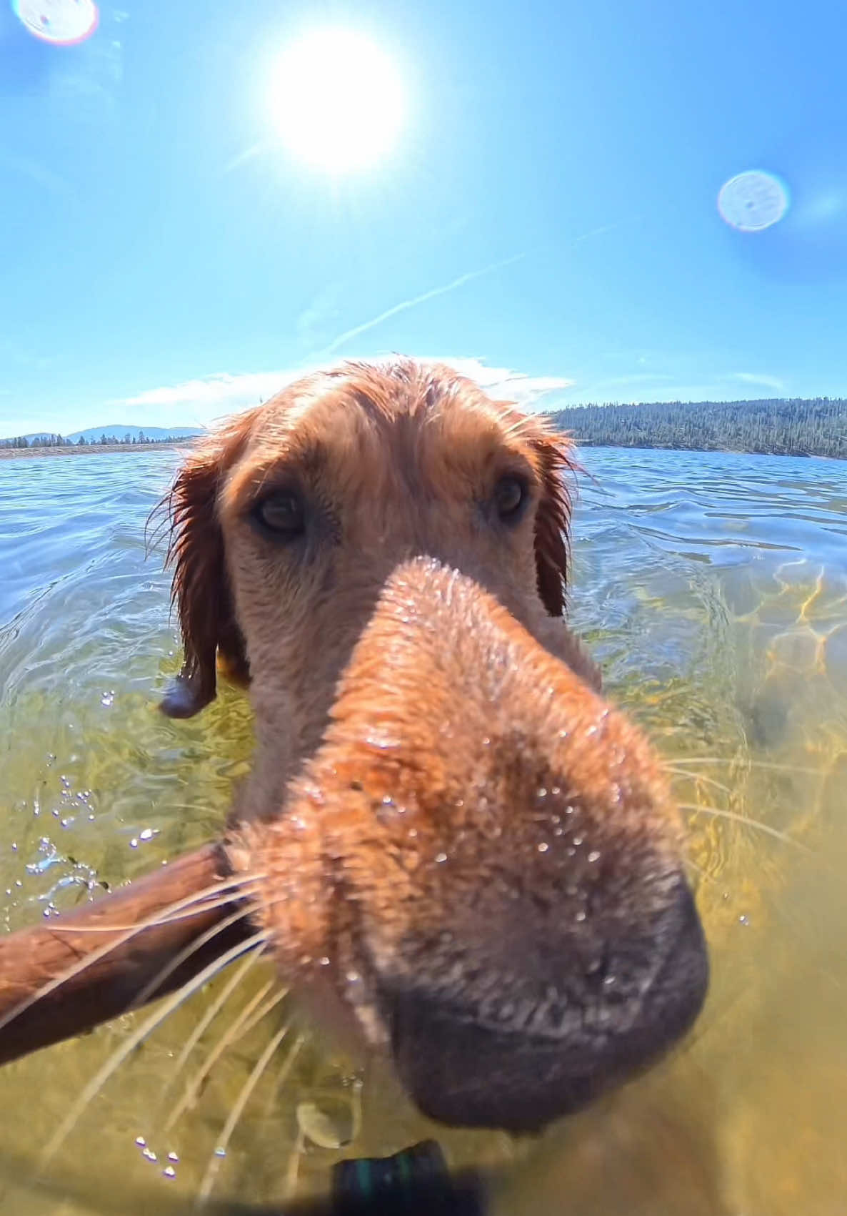incoming swim boop 🐶 #goldenretriever #funnydogs #dogsoftiktok #dogs