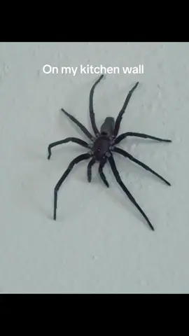 #spider #floridanature #eatsbugs #critters