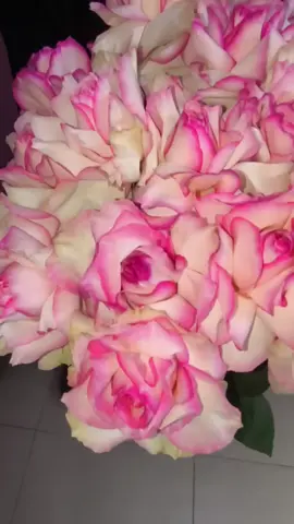 наши французские розы 🥰 адрес Москва ул Мусы Джалиля 27 к 3 🌸 заказ в нашем тгк в шапке профиля 😊#цветы #букеты #цветымосква #цветыдоставка #лучшее #попадуврекомендации #розы #попадуврек #втоп #врекомендации 