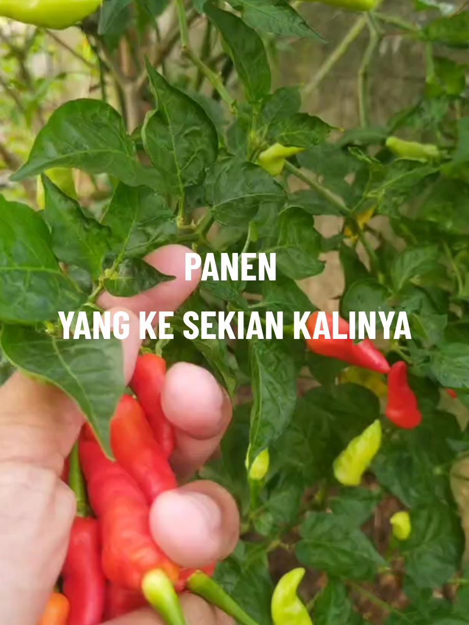 Bagian paling disukai semua orang adalah saat memanen hasil  kebunnya sendiri, prosesnya mh ga semua orang suka😁 #berkebundirumahaja #mediatanam #idemenanam #cabeorganik #kebunmini #fyp 