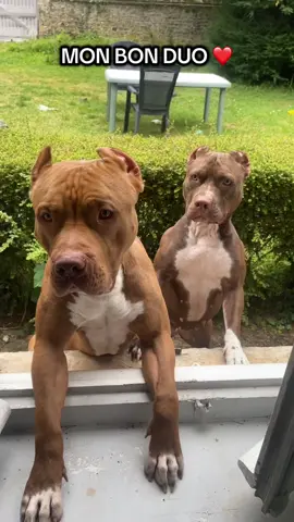 Et vous il ressemble à quoi votre duo ? #prtoi #pourtoii #fyp #dog #dogsoftiktok #chien 