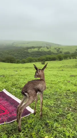 #بدون_موسيقى 