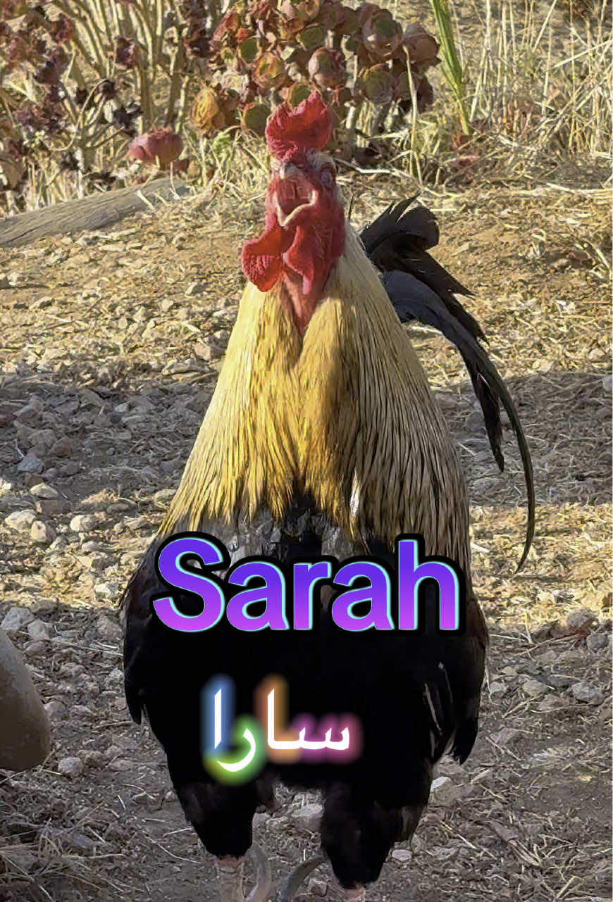 🐔🐔🐔Sarah🐔🐔🐔🐔🐔🐔🐔Oh Sara🐔🐔🐔🐔🐔🐔🐔🐔🐔🐔🐔🐔🐔#sarah #saara #sara #سارا #funnymeme 