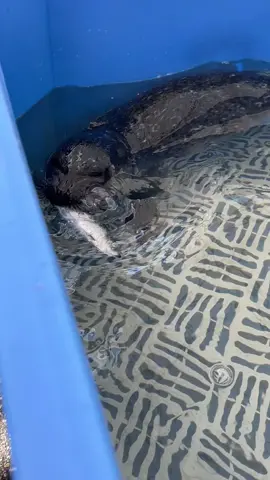 Triton is learning how to eat fish! 🐟 He still needs a helping hand until he can figure out which way to swallow them…but he’s so close! ⭐️ #marinemammalrescue #rescuerehabrelease #sealpup #cutebabyanimals #funny #fishschool #triton 