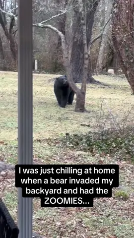Bears, especially young ones, are known to run, jump and play energetically, which looks similar to zoomies. 🐻 #RoadTo19Million #Pubity  (Via: Collab)