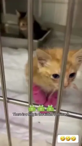 These cats are comedy gold 🐱💥 #funnycats #catsoftiktok #lolcats #meowtok #catvideos #funnypets #viralcatvideo #PetsOfTikTok 