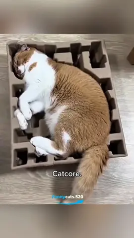 #PetTok#CatsOfTikTok#catlover 