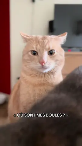 Où sont mes boules ? C’est LA question. Pour vous, un documentaire sur les boules que personne n’a demandé.  #chat #chats 
