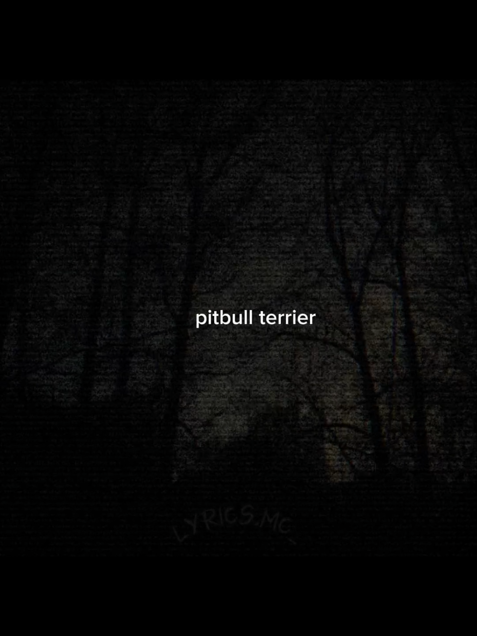 часть 5| I am a pitbull terrier~ #pitbull #terrier #song #lyricsvideo #trend #fyp 