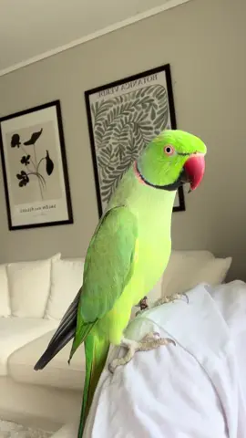 #indianringneck #indianringneckparrot #talkingparrot 
