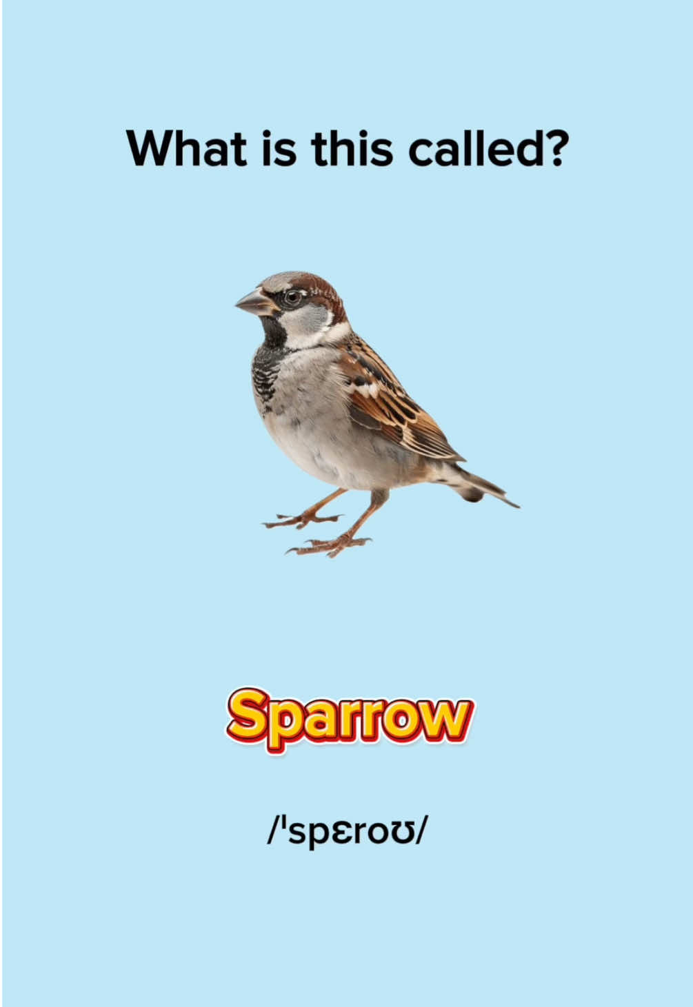 Birds in English 🦜 #LearnEnglish #EnglishLesson #EnglishPractice #EnglishVocabulary #EnglishWords #EnglishQuiz #EnglishGrammar #ImproveYourEnglish #englishtiktok #EduTok #EnglishMinute