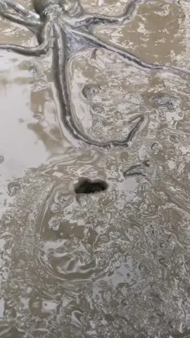 Watch this octopus vanish like liquid magic! 🐙💨 #OctopusVanish #InkNinja #cephalopod 