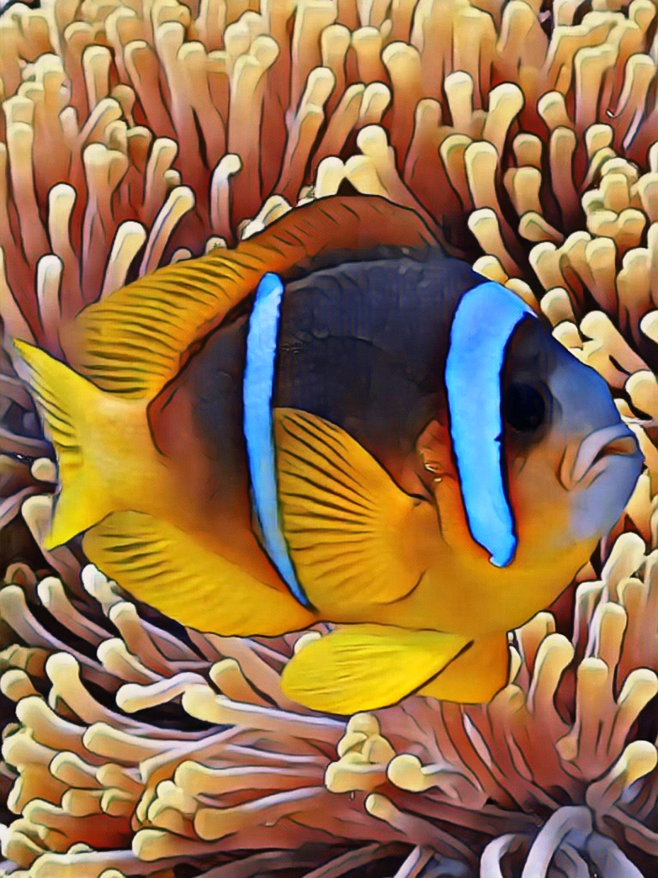 @marevivoets  🌊Nel cuore del Mar Rosso, fra le coloratissime creature che abitano le scogliere coralline, c’è un papà speciale ❤️ Il pesce pagliaccio bifasciato o pesce pagliaccio del Mar Rosso (_Amphiprion bicinctus_) attua un comportamento raro tra i pesci, che rappresenta una perfetta strategia evolutiva: è un orgoglioso custode del suo nido, composto da centinaia di piccoli! 🥚Mentre le uova restano attaccate al substrato, accanto alla loro casa anemone, lui le protegge con dedizione, le pulisce dai detriti, le ossigena con il movimento delle pinne e le difende da possibili minacce. Un papà coraggioso e tenero ...come quello del famoso pesciolino Nemo 💙🪸 🤿Hai mai visto un pesce pagliaccio del Mar Rosso? Conoscevi le loro cure parentali? ✍️Faccelo sapere nei commenti  📽️ @simone_filmaker #ziojohnny #doppiaggio #roma #marevivo #pescepagliaccio #papà 