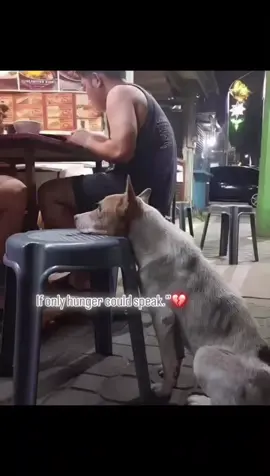 If only hunger could talk, I can imagine how many stories it could tell 🥺. It could describe the excruciating feeling in the belly of a hungry puppy 🐕. I feel helpless in the face of this situation, fervently wishing I could do more 😔. I sincerely hope that every puppy will soon find a hot meal and lots of love ❤️. Together, we can make a difference 🙏. #loveforanimals #help #animallover #hund #rescuedog #dogrescue #lovedog #helpanimals 
