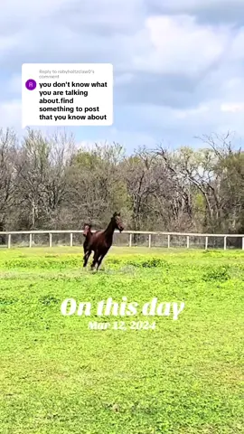 Replying to @robyholtzclaw0 you should have probably checked out my playlists before making that comment 🙄 #saddleseat #saddlebreds #foaltok 