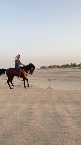 #fyp #خيل_وخياله🐎 جديد الشيييخ 🤍🔥