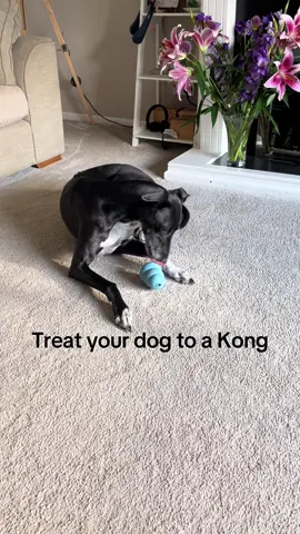 Down time #dogsoftiktok #dog #pets #rescuedog #loveyou 