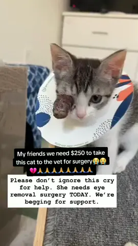My friends we need $250 to take this cat to the vet for surgery😭💔🙏🙏🙏🙏🙏🙏🙏 PayPal link on bio to help  #vilar #foryou #fyp #fyp #fyp 