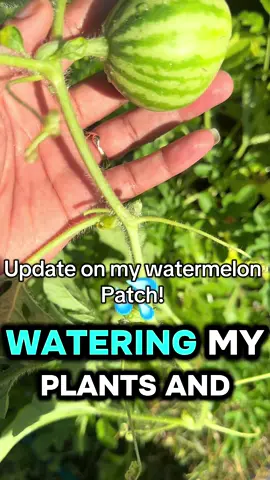 If you not growing your watermelon 🍉 in your back yard this summer then what are you doing?!?!? #gardening #gardentok #gardentok #gardengoals #gardentips #watermelon 