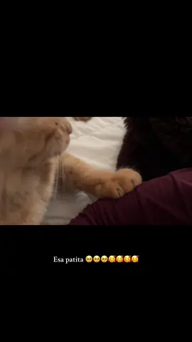 #cat 