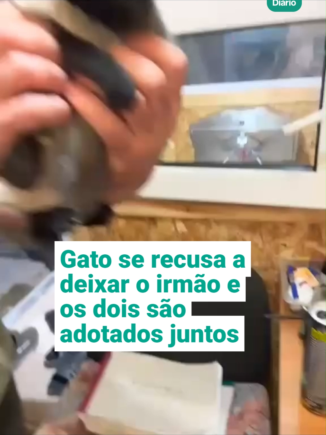 Dois gatinhos resgatados viralizaram nas redes sociais após protagonizarem uma cena de puro apego: um se recusava a soltar o outro. Segundo o jornal argentino Diario Época Corrientes, os irmãos foram levados a um abrigo e logo conquistaram o coração do adotante, que acabou levando os dois para casa, já que eles não desgrudavam por nada.  (Vídeo: Reprodução/Redes Sociais)  🎥 This video is used for journalistic purposes. If you are the original author and would like to request credit update or removal, please contact us. #gatos #catsoftiktok #gatostiktok #animaisnotiktok #notíciastiktok #viralvideos #jornalismo #DiáriodoNordeste