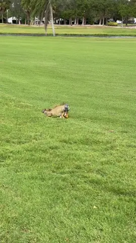 Oh, Godzilla Took My Golf Ball
