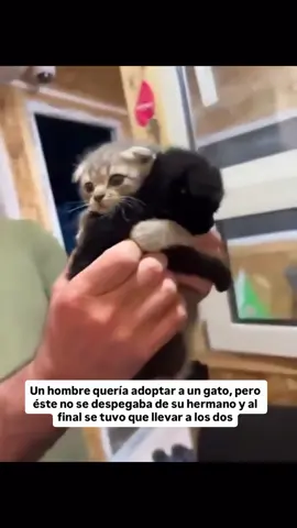 Un hombre quería adoptar a un gato, pero éste no se despegaba de su hermano y al final se tuvo que llevar a los dos