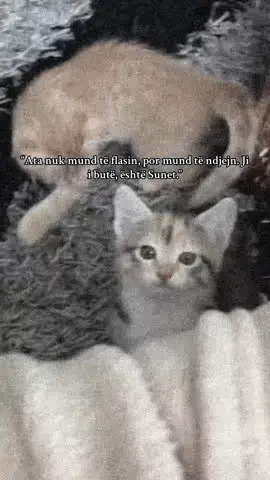 #CapCut #cat #iloveyou #cat #peace #allah #muslim #islamic_video #🤲🏻 #🥀 