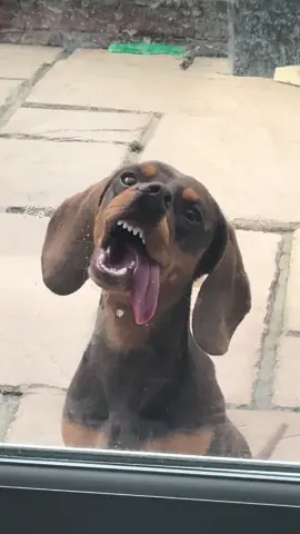 look at those teethsssss🤪#fyp #sausagedog
