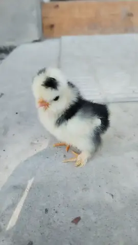 هود 🐥 🐣 