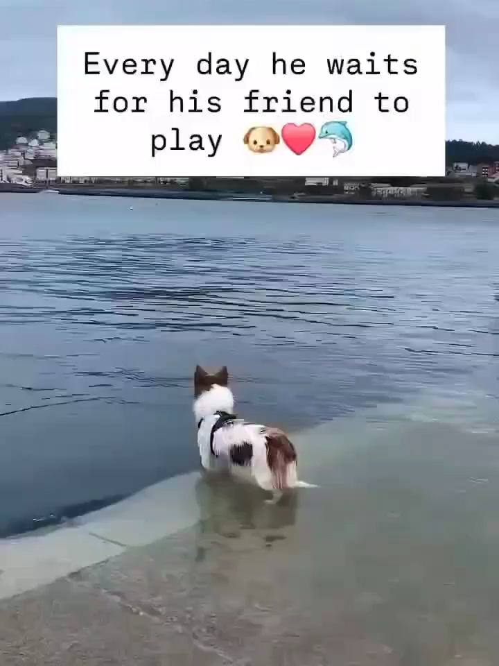 Every day he waits for his friends to play. #Cute#HeartWarming#Friends#Dogs#dogsoftiktok#Swimming#Dolphins#Playing#Viral#Trending#FYP#Sweet